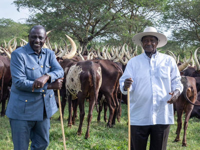 How EAC politics turned milk trade sour