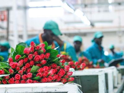 Kenya’s JKIA crisis hits flower exports