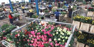 Roses for export